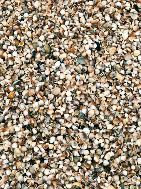 gravel and rocks cover the ground at dusk