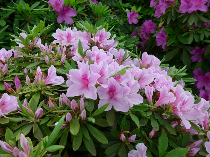 pink flowers blooming in a garden next to a bush