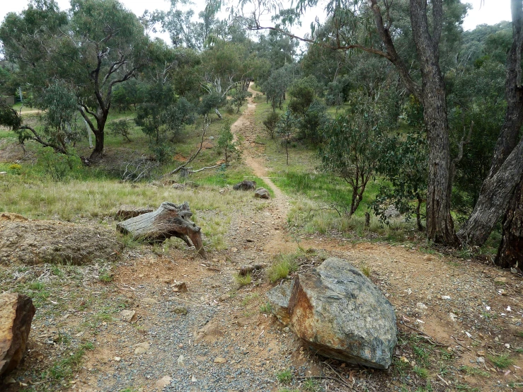 a dirt road with trees and rocks