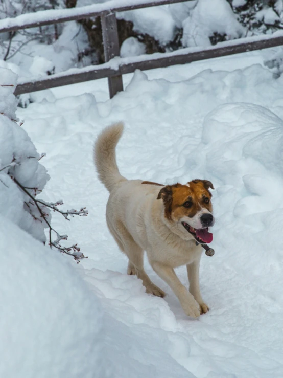 a white dog is running through the snow