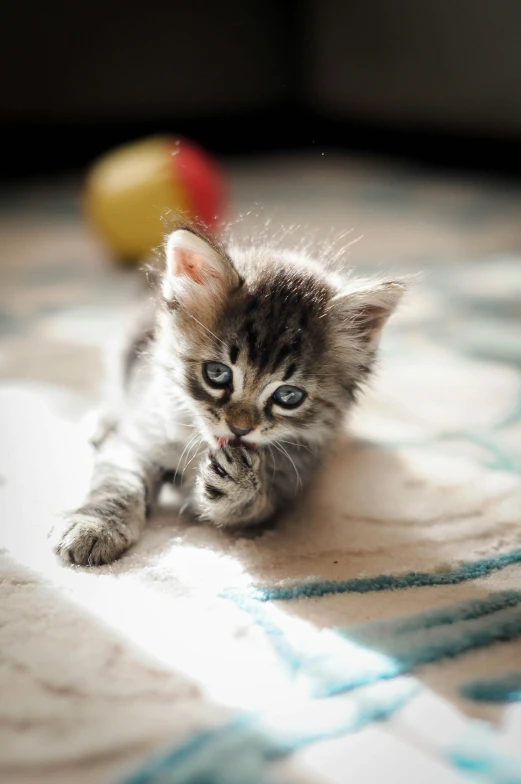 a small kitten is on the floor near a ball