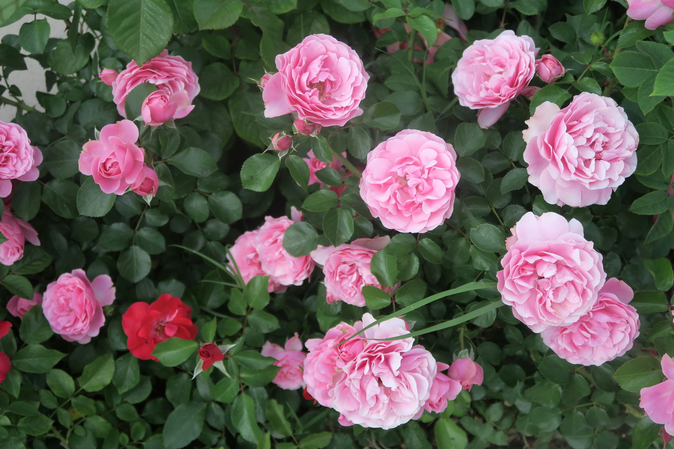 a garden full of pink and red flowers