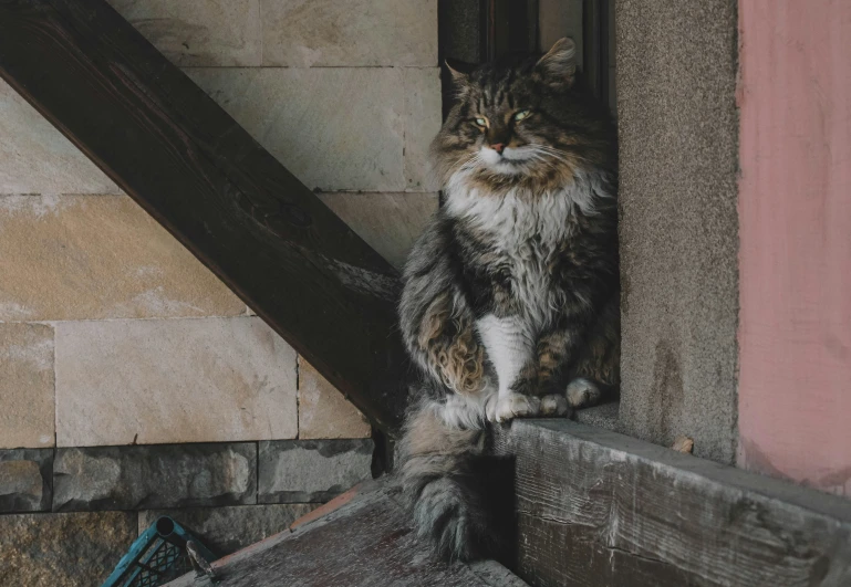 a large fluffy cat is sitting outside