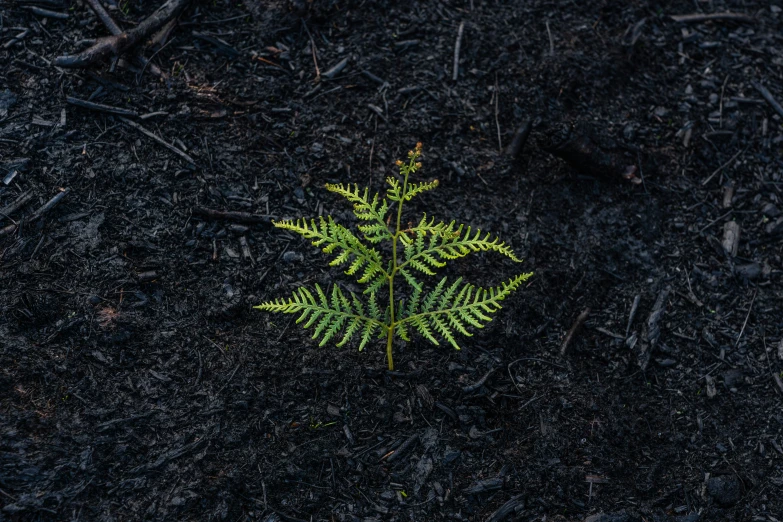 a green leaf with brown spots in a dark ground