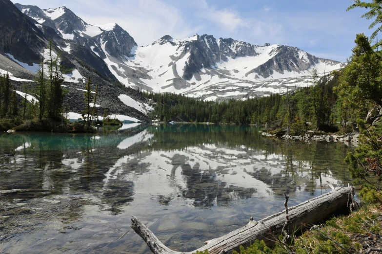 a tree leaning over a body of water with mountains in the background