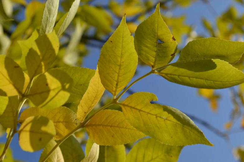 some green leaves on the tree in front of a blue sky