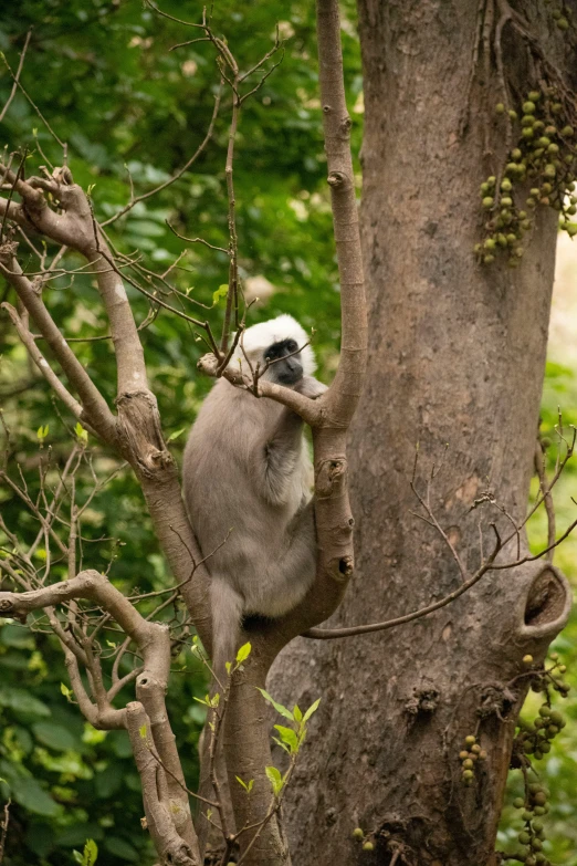 a monkey sitting on top of a tree nch