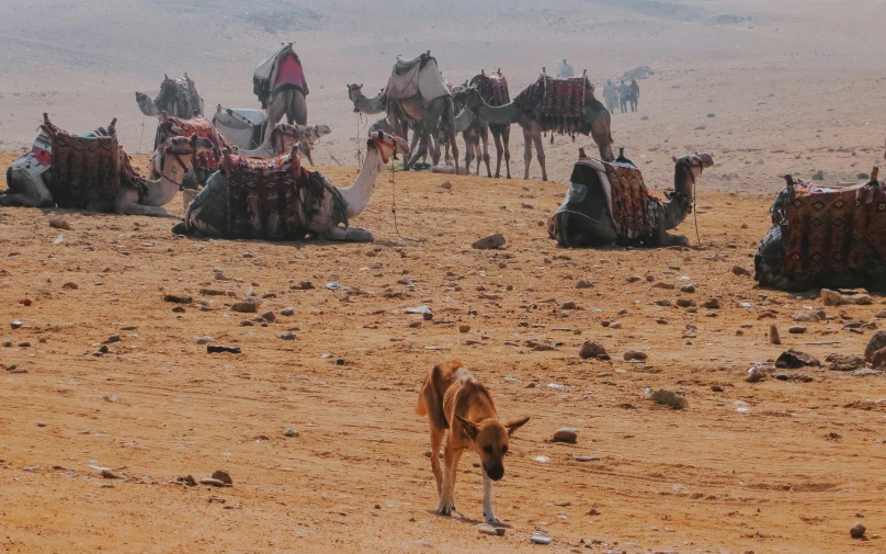 several animals laying in the middle of desert with large rocks