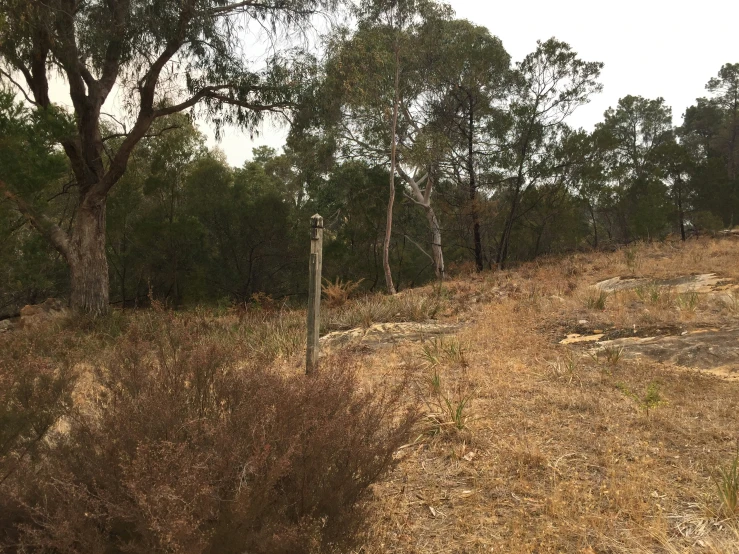 a dead field next to trees and a road