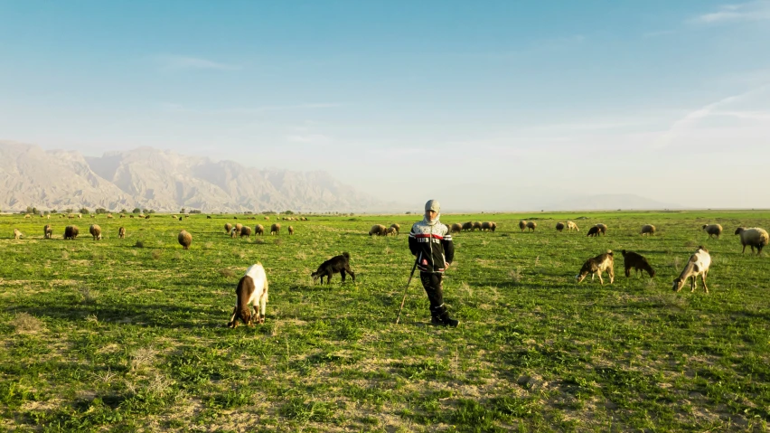 a person standing in an open field with animals