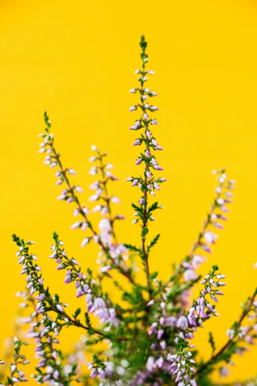 a small bouquet of flowers are sitting in a vase