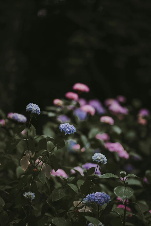 a field of purple and blue flowers in front of a tree