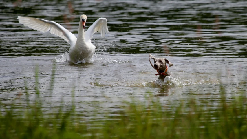 two swans and one duck swimming in the lake