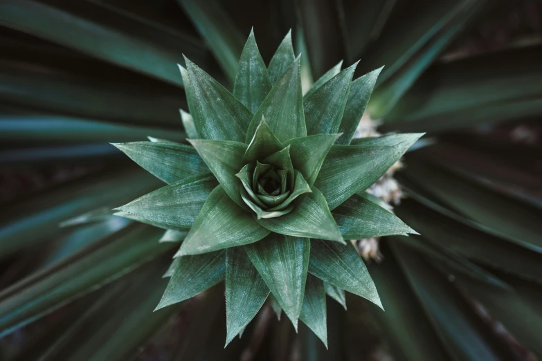 a plant has leaves that are very thin