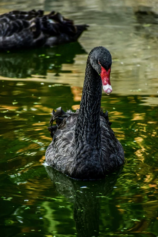 a black swan swims in water with the sun shining on it