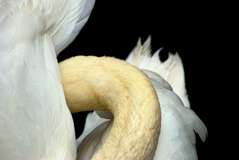 a white horse with its head poking out from behind it