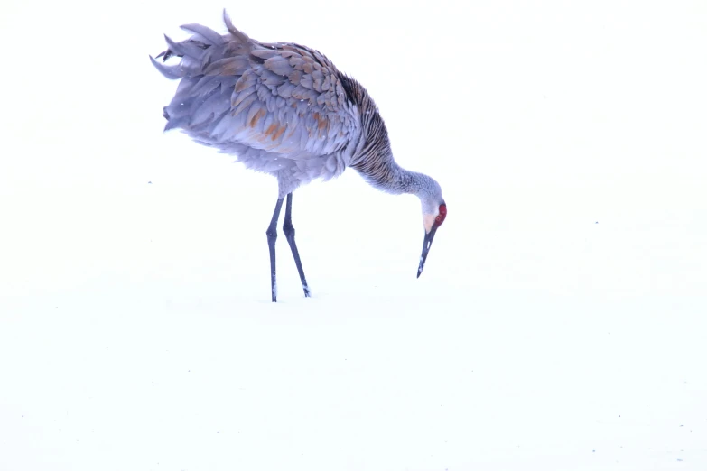 a bird with long legs standing on a white ground