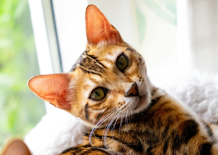 a cat sits on a chair looking out a window