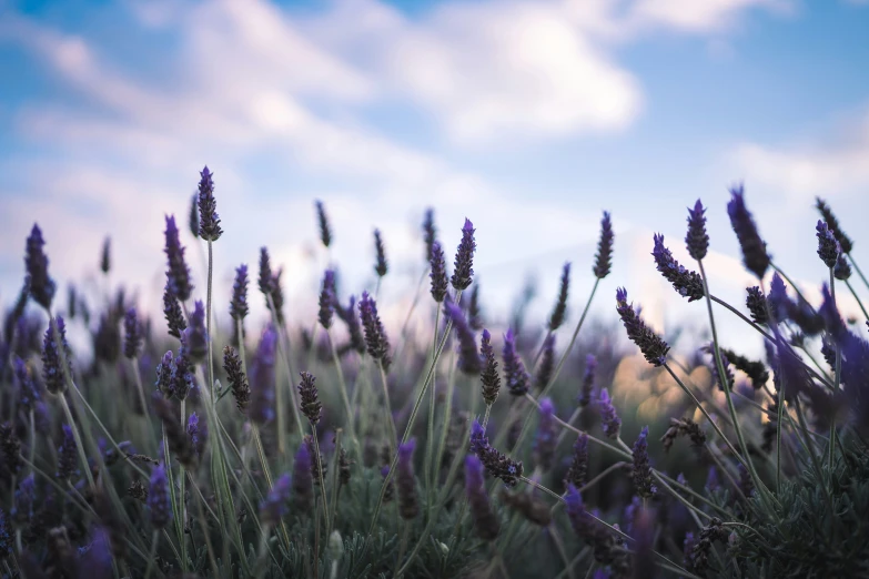 flowers in the foreground are blooming with long stalks of lavender growing next to them