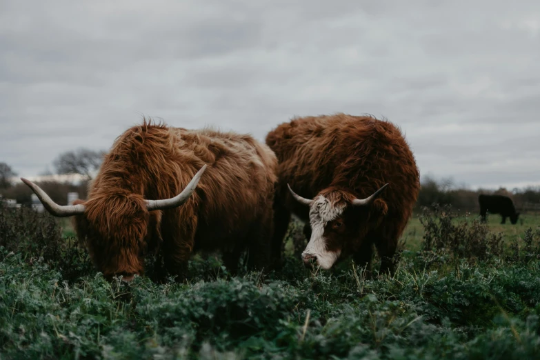 there are two brown cows standing on a green field