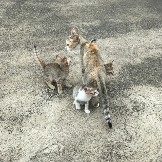 a family of cats outside in the sand