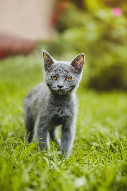 a small grey kitten walking across a lush green field