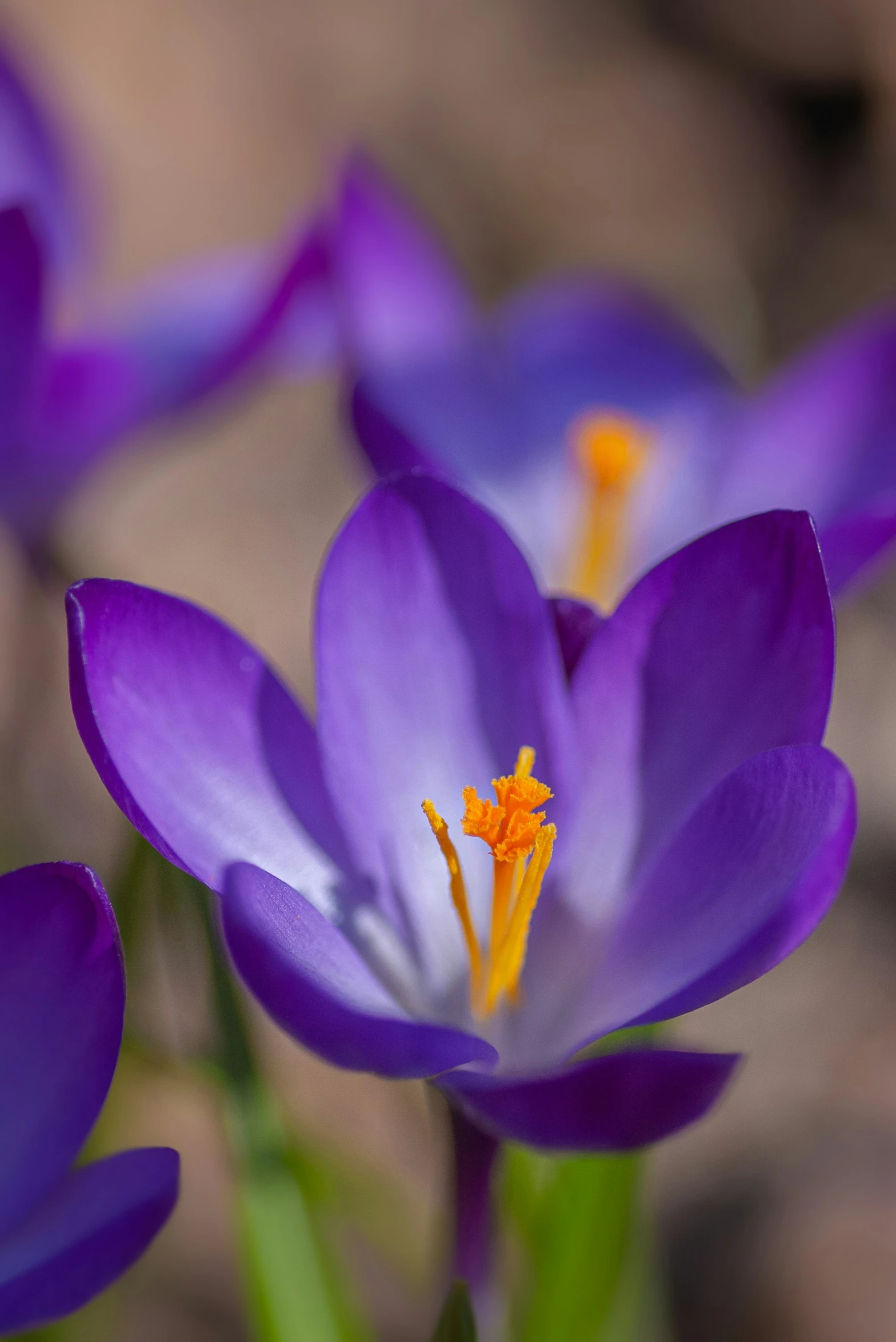 the blooming purple flowers are close up