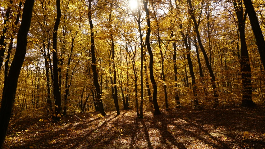 a road in a wooded area covered in fall leaves