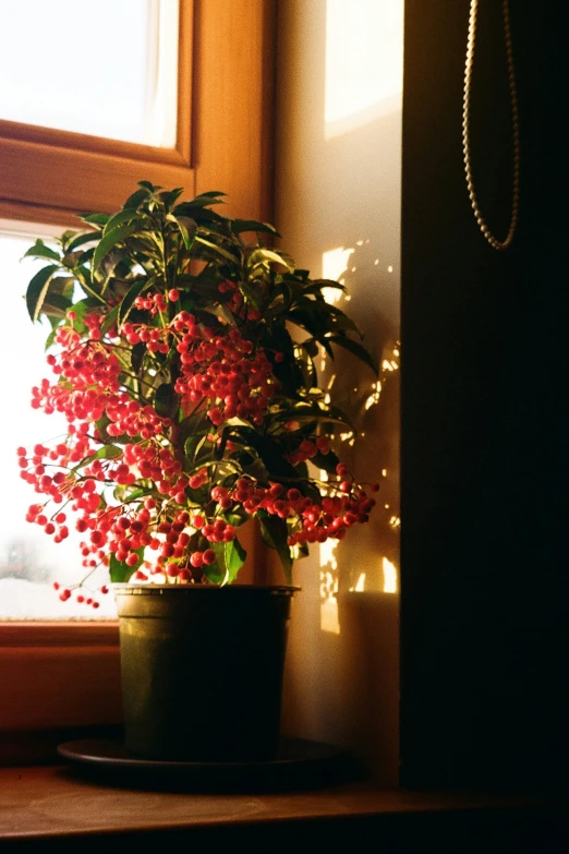 a potted plant is on a counter by a window