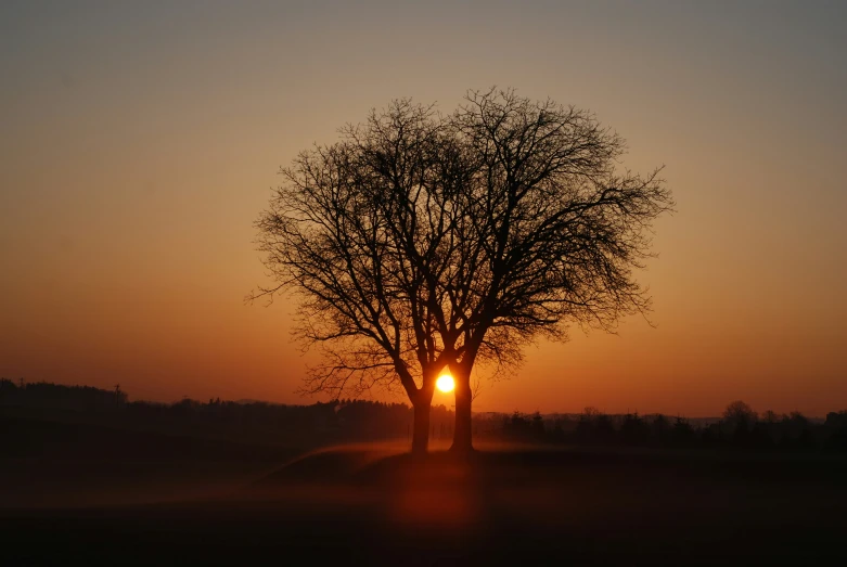 the sun peeking behind a tree with the sky in the background