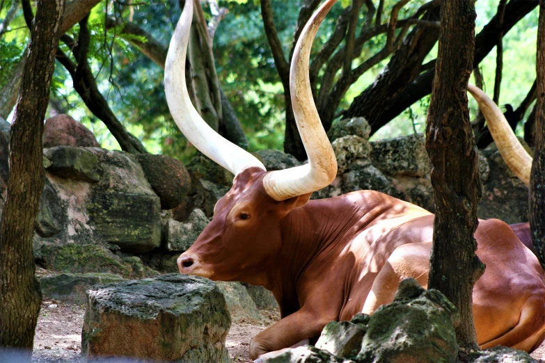 there are several horns sitting on the ground