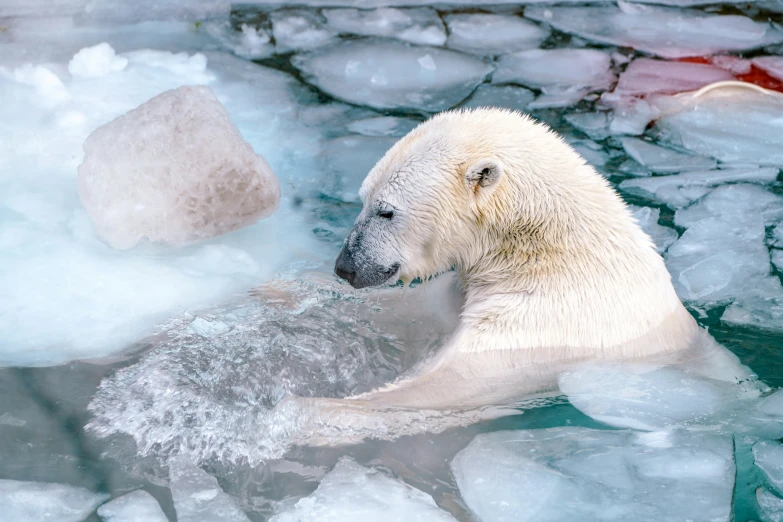 a polar bear is swimming in the water near some ice