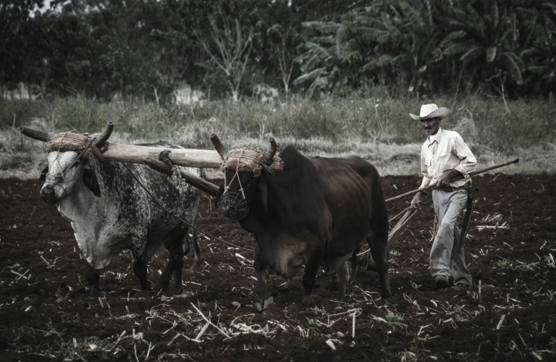 a man with two oxen in the middle of a field