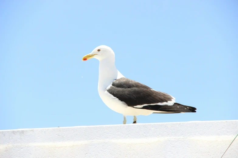 a black and white bird is sitting on top of a white wall