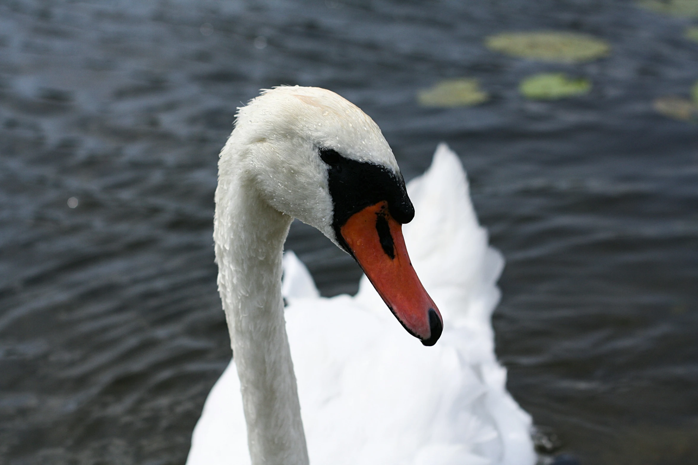 the swan looks like he could be ready to take off from his stand