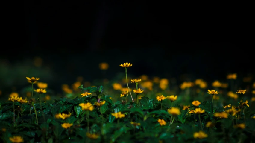 a close up of a field of flowers at night