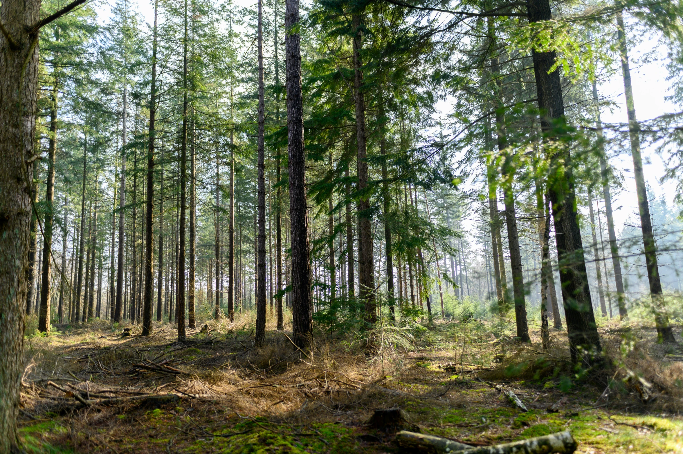 the trees in the woods are very tall