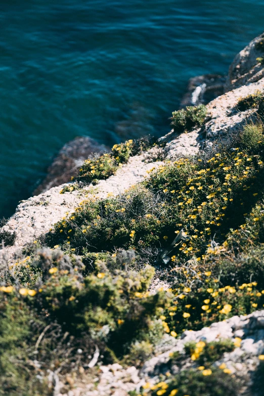 birds are perched on a cliff edge next to the water