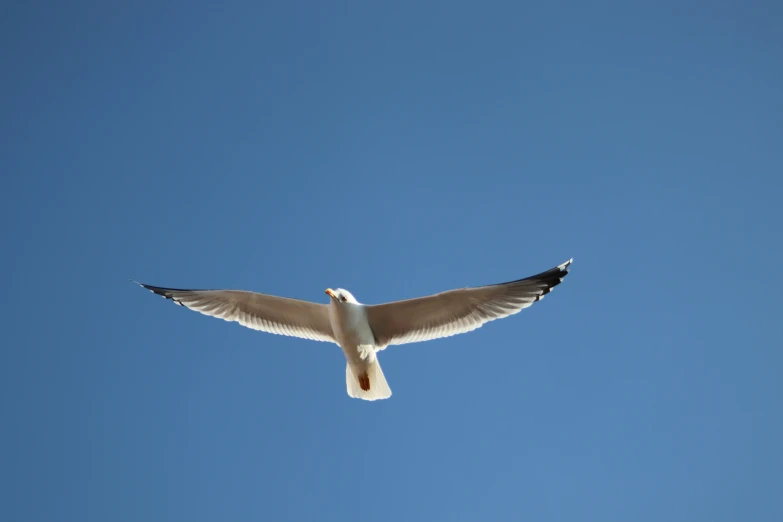 a single bird is flying in the sky