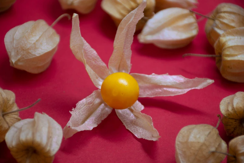 a close - up of a flower among various nuts