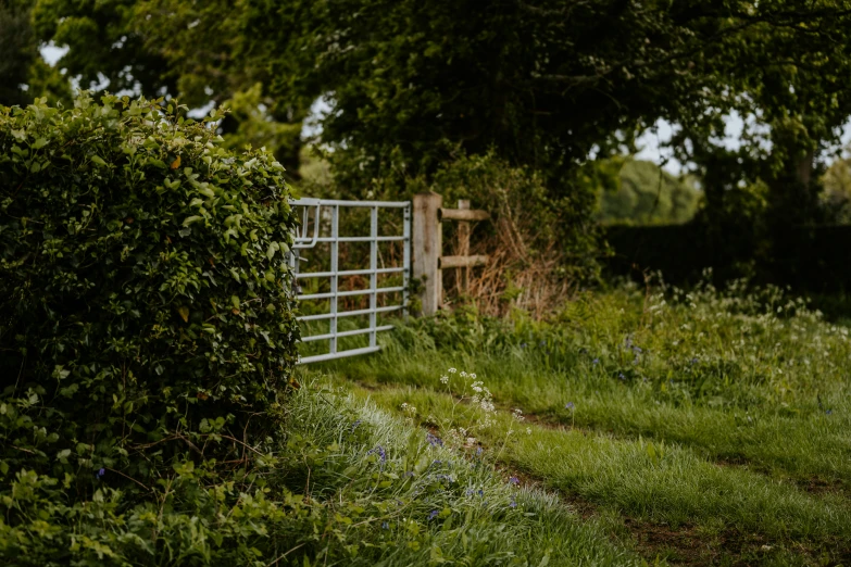 gate and overgrown garden area with tree behind