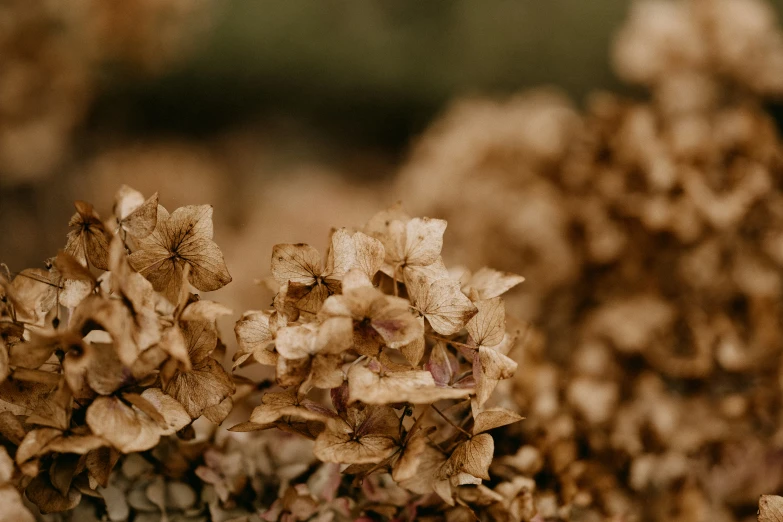 brown flower in an old, dried plant