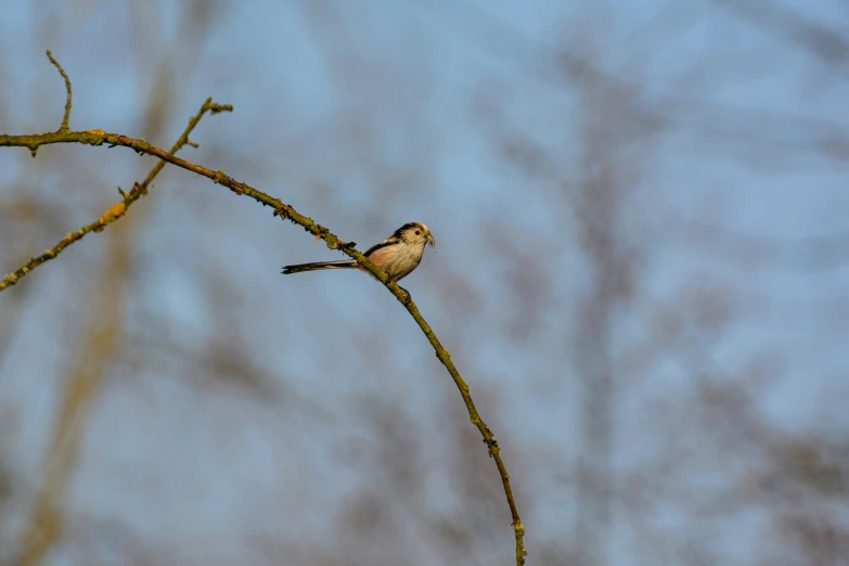 there is a small bird that is perched on a tree