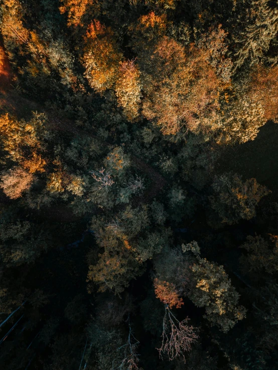 the view from above of a group of trees