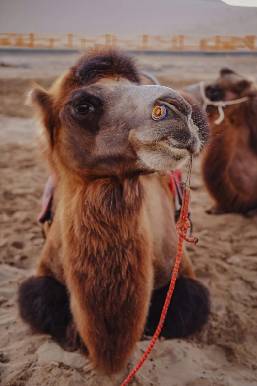 two camels are in the sand with a harness