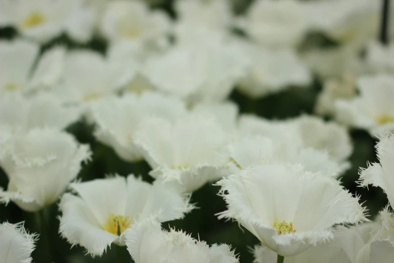 white flowers in a garden are surrounded by black lines