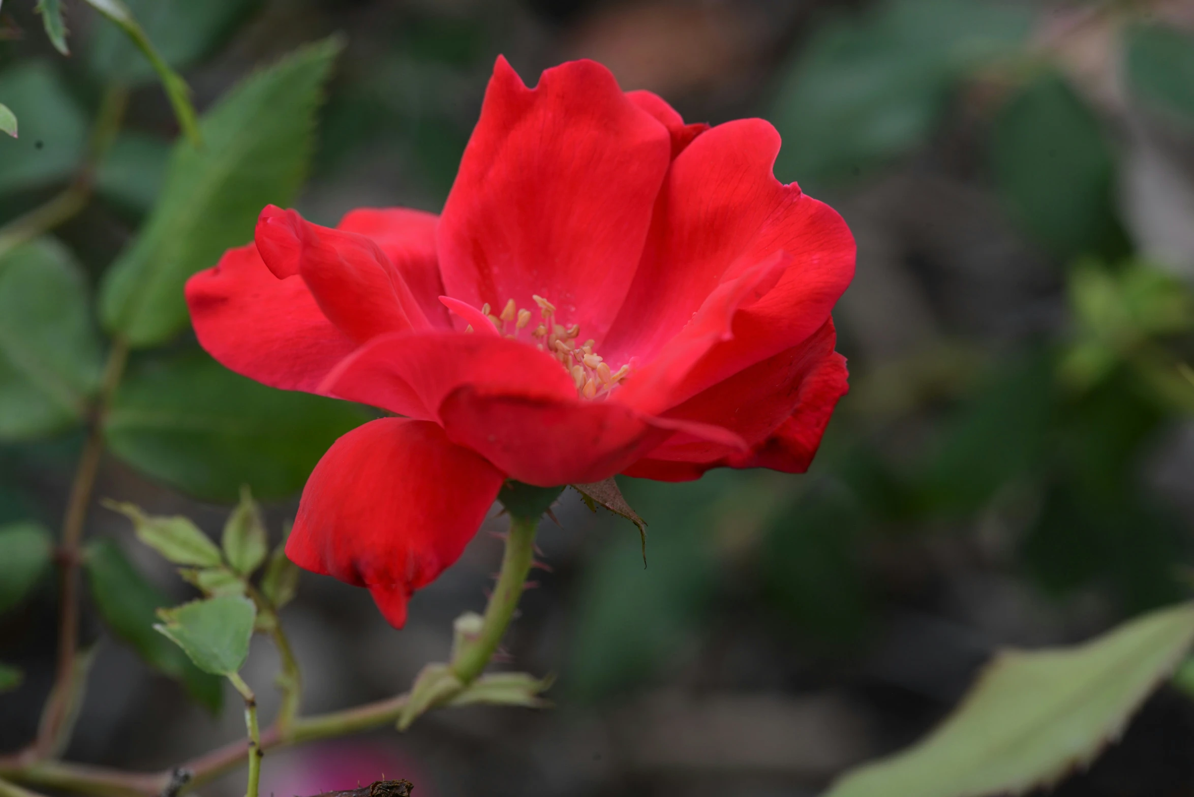 the small red flower is standing out from the greenery