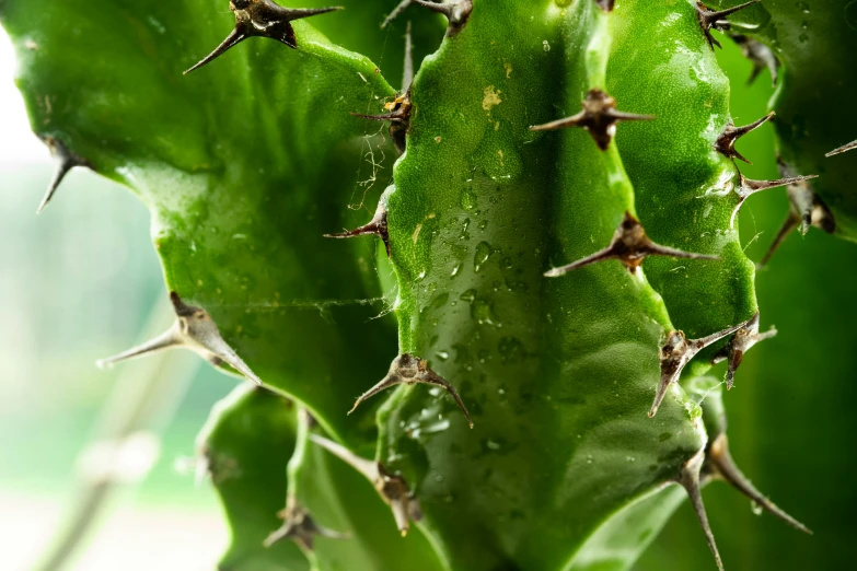 there is an insect on the top of a plant