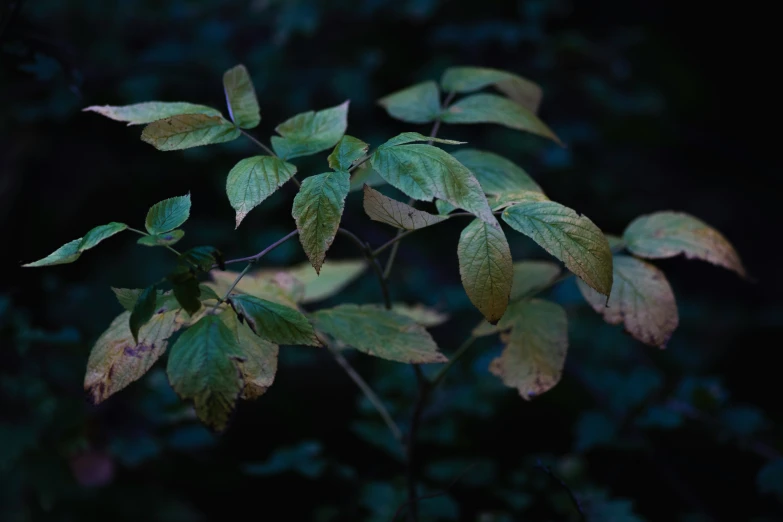 a close up of some very pretty green leaves