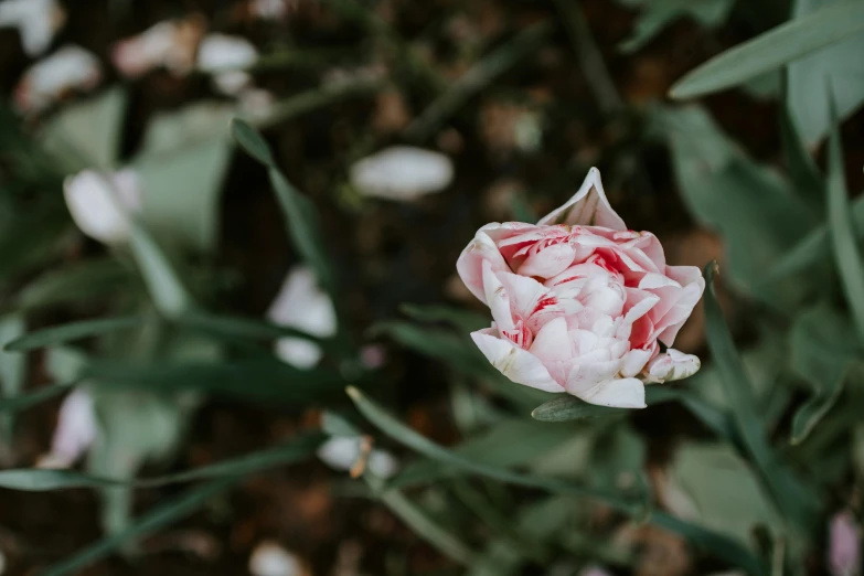 a flower sits in the middle of green leaves